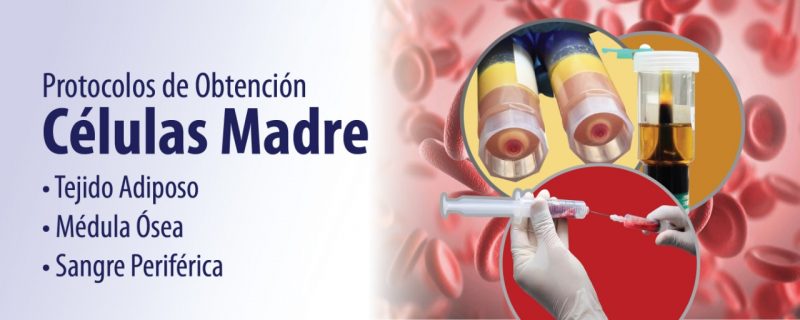 C&eacute;lulas madre protocolos y aplicaciones